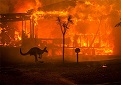 Australia incendio